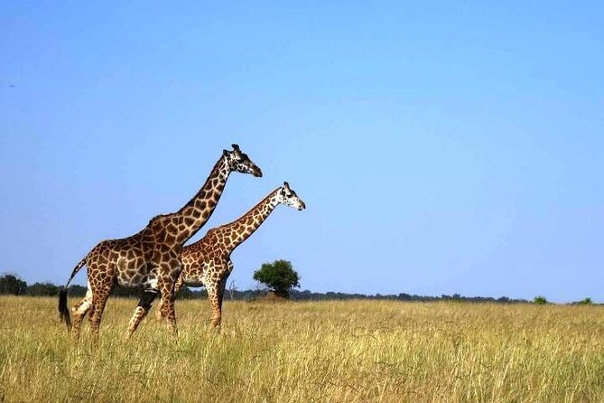 3 Days Masai Mara Group Budget safari in 4x4 Jeep Daily Tour - Camp nights, meals, and extra costs