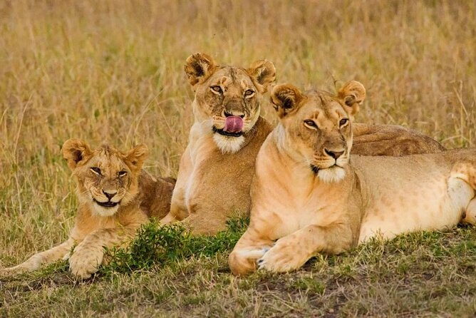 3 Days Masai Mara Group Joining Safari - Key points to know before you book