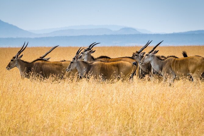 3 Days Masai Mara Group Joining Safari - What the $195 price really covers