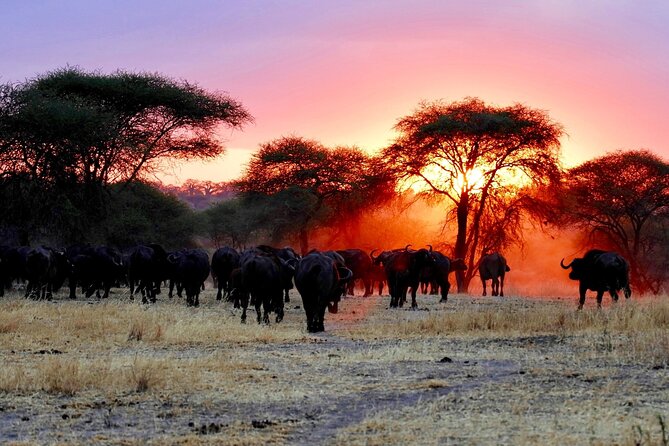 3 Days Masai Mara Group Joining Safari - Guiding, wildlife spotting, and the group format