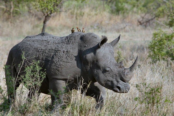 3 Days Masai Mara Joining Tour - Key points to know before booking