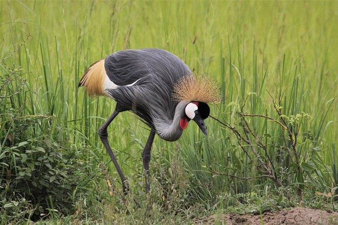 3 Days Masai Mara Joining Tour - What the $750 price really buys