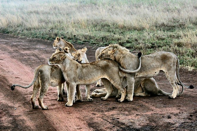 3 Days Masai Mara Joining Tour - Booking details worth checking