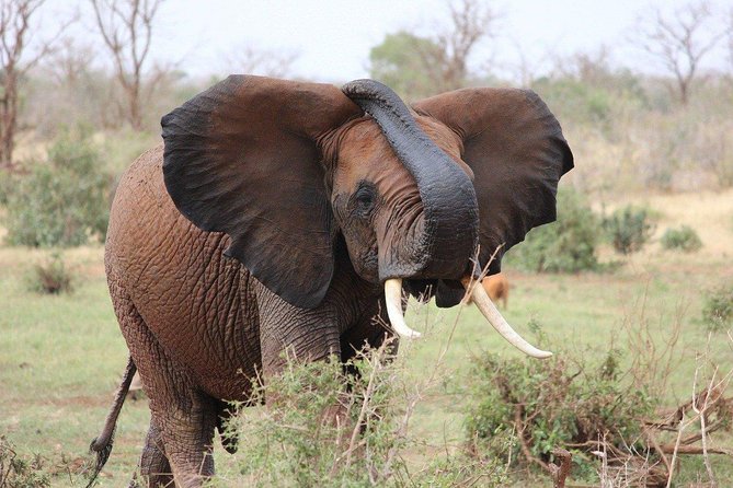 3 Days Masai Mara Joining Tour - Day 1: Nairobi to the afternoon plains