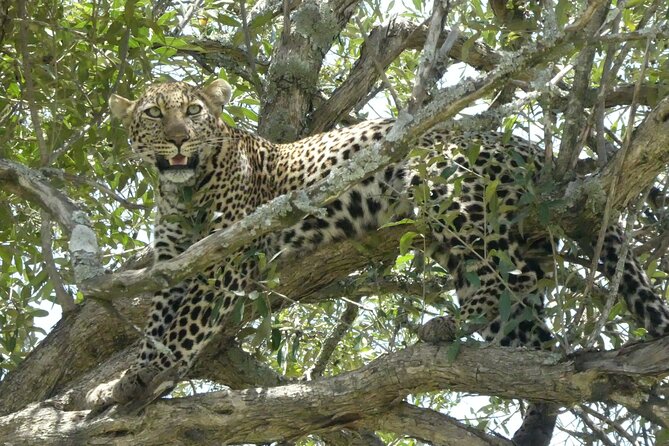 3 Days Masai Mara Luxury Safari - Leaving Nairobi for the Great Rift Valley