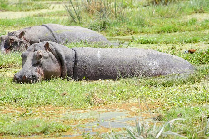 3 Days Masai Mara National Reserve Safari - Day 2: A full day from the grasslands to the Mara River