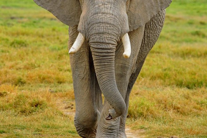 3 Days Masai Mara National Reserve Safari - Why the private format matters