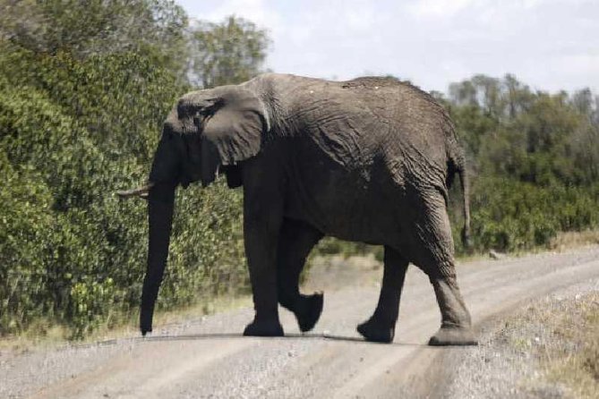 3 Days Masai Mara Private Safari at Sopa Lodge from Nairobi - Arriving in the Masai Mara for the evening drive