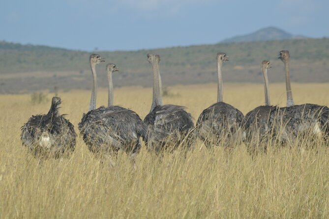 3-Days Masai Mara Rhythms Safari - What the $1,400 price includes