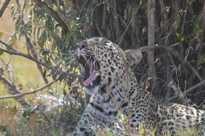 3-Days Masai Mara Rhythms Safari - Practical details before you book