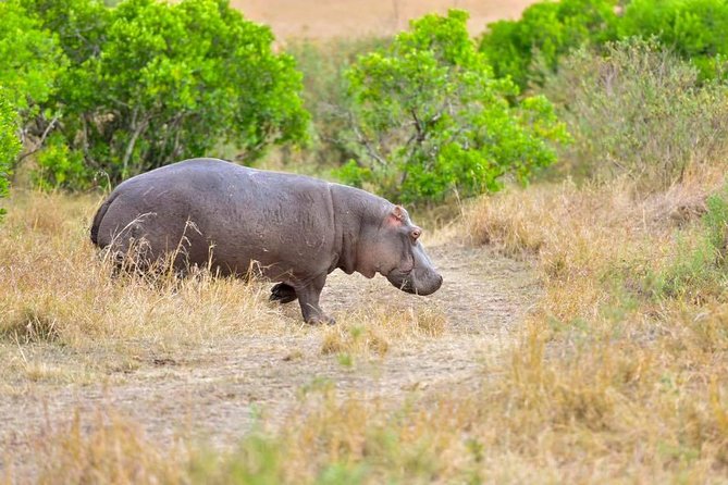 3 Days Masai Mara Safari - Small group travel and guide support