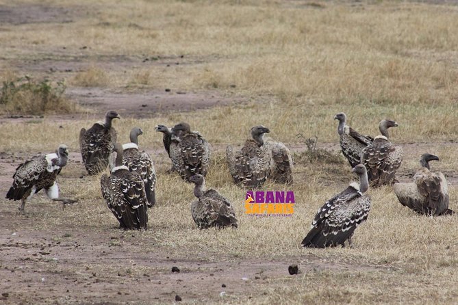 3 Days Masai Mara Safari - Drawbacks to weigh carefully