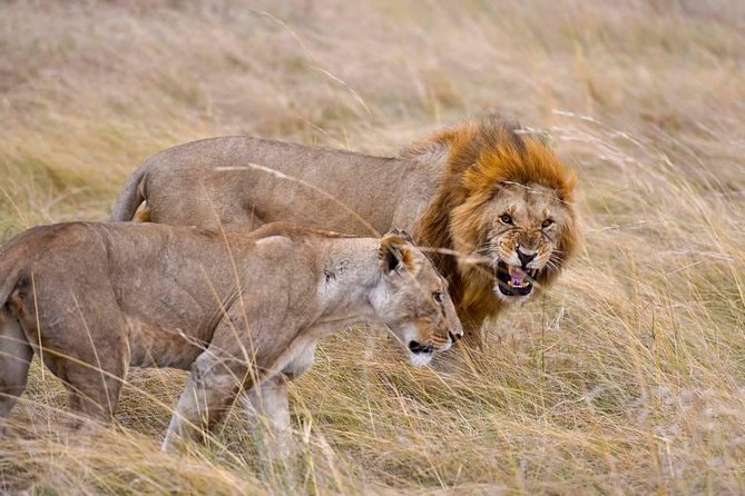 3 Days Masai Mara Safari - Who this Masai Mara trip suits best