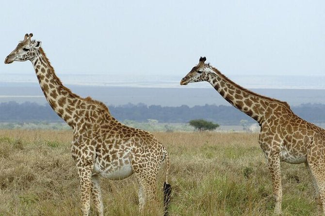 3 days masai mara safari from Nairobi - A full day of searching on day two