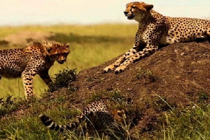 3 days masai mara safari from Nairobi - The final morning and return to Nairobi