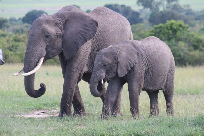 3 days masai mara safari from Nairobi - The first afternoon in Maasai Mara