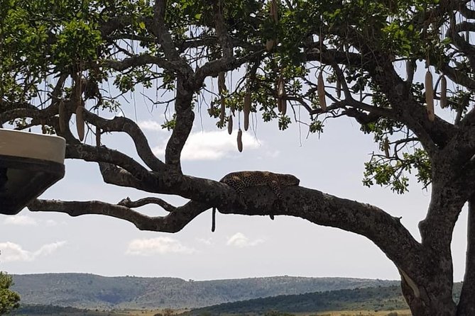 3 Days Masai Mara Safari Group Joining (Daily Departures) - Optional Maasai village visits and the campfire