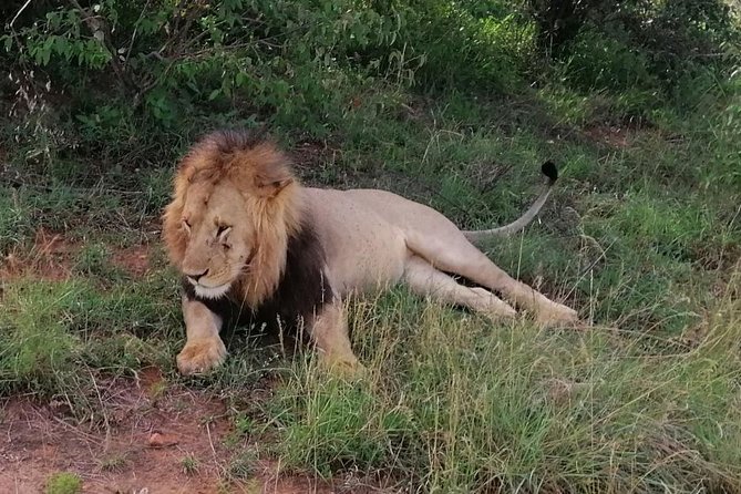 3 Days Masai Mara Safari Group Joining (Daily Departures) - Day three: sunrise wildlife viewing and the road back