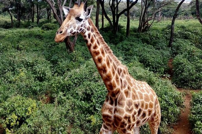 3 Days Masai Mara Safari Group Joining (Daily Departures) - Transport, group size, and daily rhythm