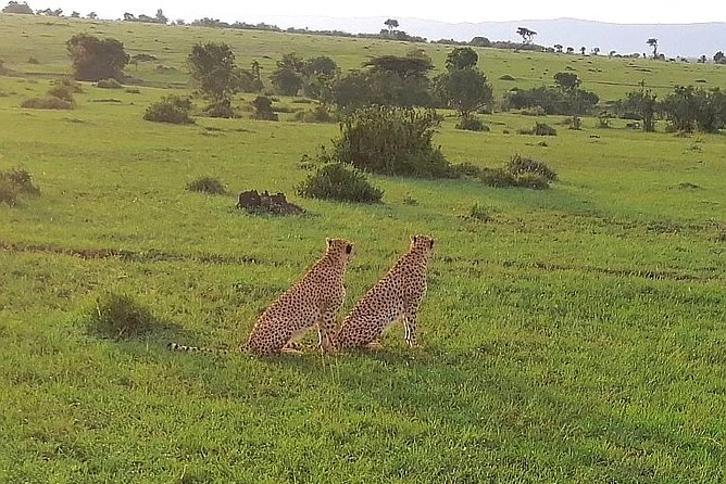 3 Days Masai Mara Safari Group Joining (Daily Departures) - Who will get the most from this safari