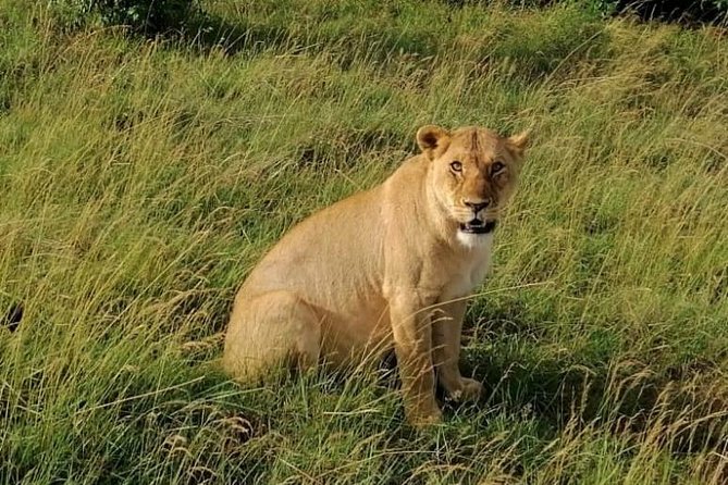 3 Days Masai Mara Safari Group Joining (Daily Departures) - Day two: a full Mara River wildlife day