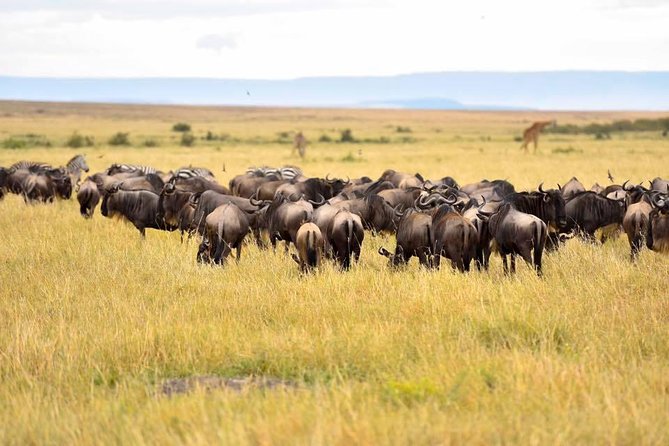 3 Days Masai Mara Safari - Day two in the Masai Mara