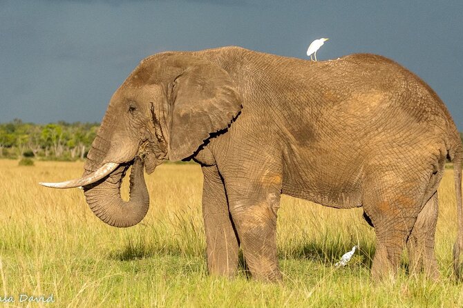3 Days Masai Mara Tented Camp & Transport 4 x 4 Jeep - Key points to know before booking