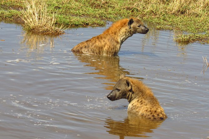 3 Days Masai Mara Tented Camp & Transport 4 x 4 Jeep - The final morning and return to Nairobi