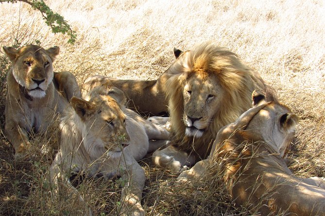 3 Days Masai Mara Tented Camp & Transport 4 x 4 Jeep - Is the $955.89 price good value?