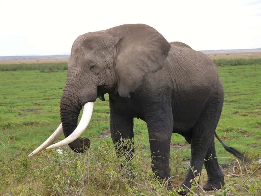 3 Days Nairobi to Amboseli to Tsavo East to Mombasa Safari - Why this Nairobi to Mombasa safari works