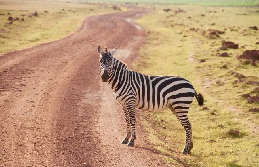 3 Days Nairobi to Amboseli to Tsavo East to Mombasa Safari - What the private safari setup means for you