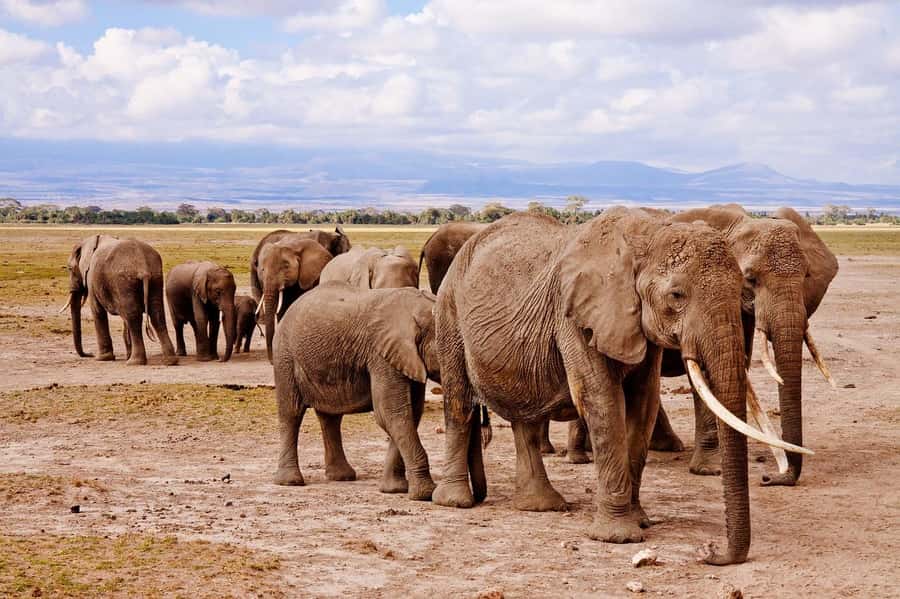 3 Days Nairobi to Amboseli to Tsavo East to Mombasa Safari - Meals, lodges, and what is covered