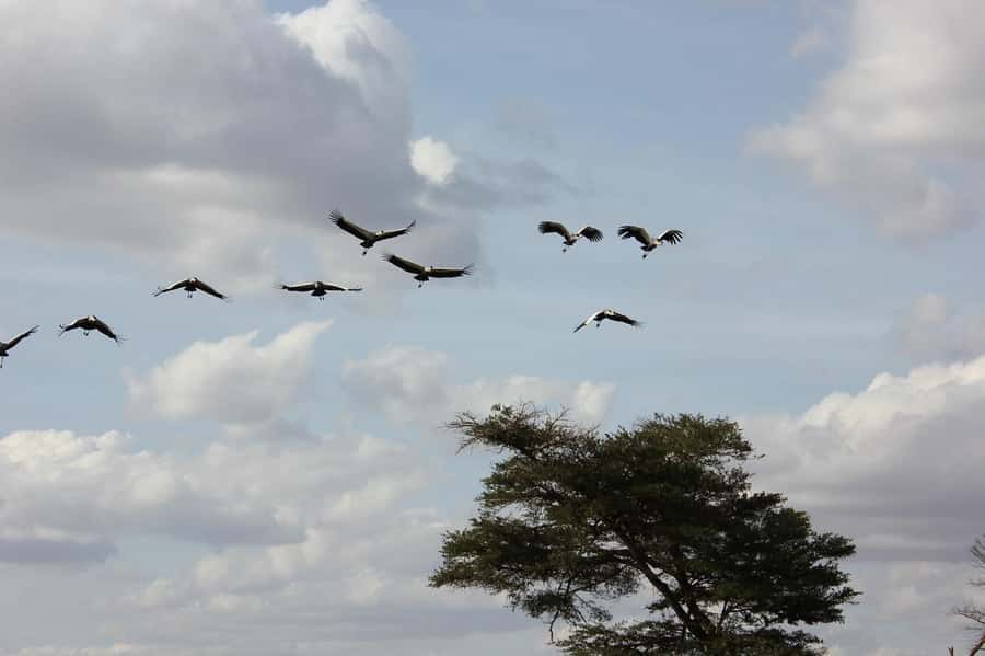 3 Days Nairobi to Amboseli to Tsavo East to Mombasa Safari - Who will enjoy this three-day route