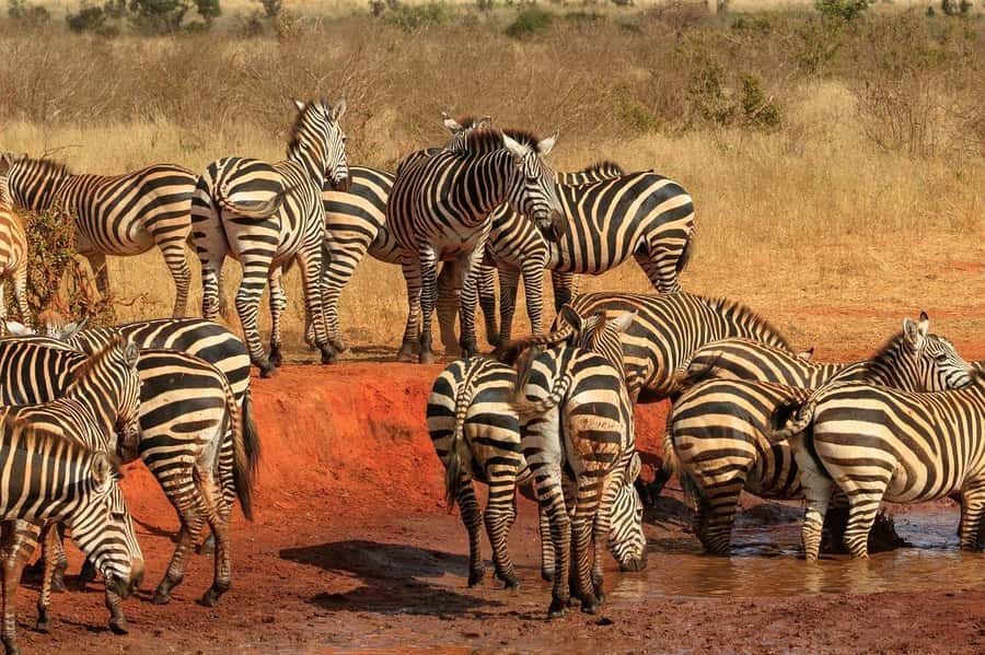 3 Days Nairobi to Amboseli to Tsavo East to Mombasa Safari - Booking details that affect the decision