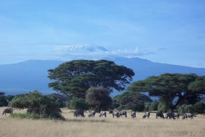 3 days Red elephant safari - Why the red elephants make Tsavo East special