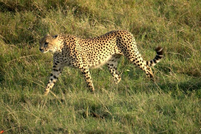 3 days Red elephant safari - Day 3: Early wildlife viewing and the road back to Diani