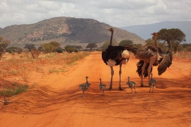 3 days Red elephant safari - Salt Lick Safari Lodge: the trip’s most unusual night