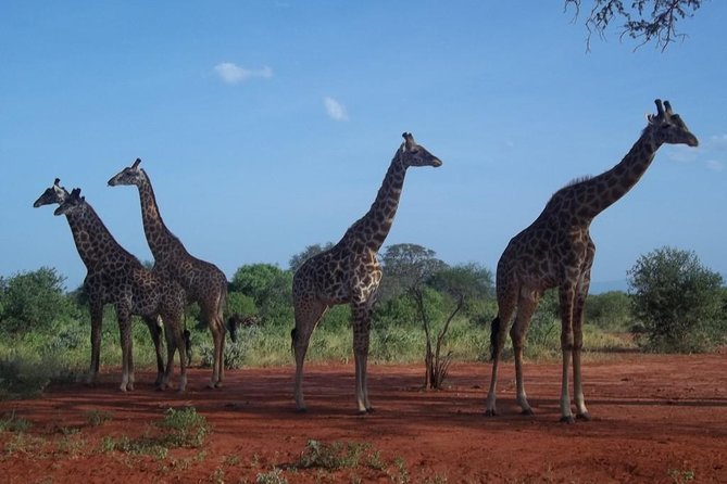 3 days Red elephant safari - The guides and the private format