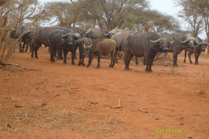 3 days Red elephant safari - Is $980 per person a fair price?