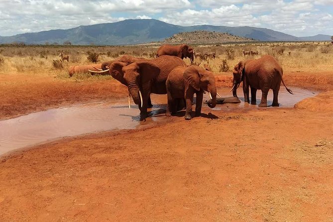 3 Days safari Tsavo East and Amboseli national park. - Why this short safari works from Mombasa
