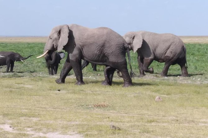 3 Days safari Tsavo East and Amboseli national park. - Tsavo East: big spaces and a good first safari day