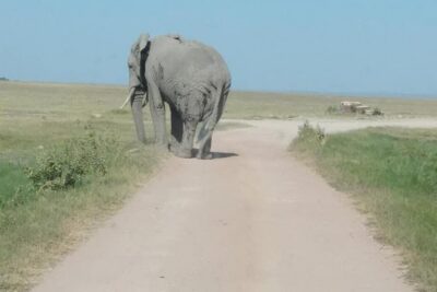 3 Days safari Tsavo East and Amboseli national park.