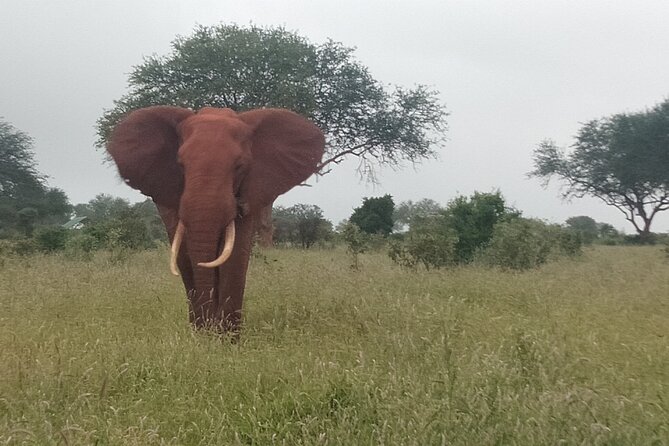 3 Days safari Tsavo East and Amboseli national park. - Amboseli and the Kilimanjaro moment