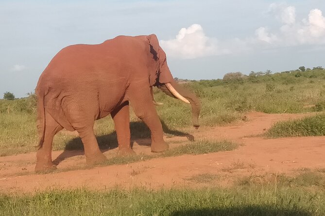3 Days safari Tsavo East and Amboseli national park. - Day three: one last drive, then back toward the coast