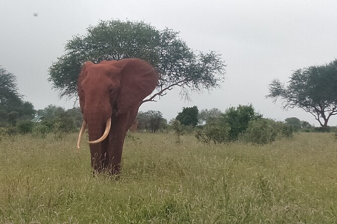 3 Days safari Tsavo East and Amboseli national park. - What the $1,000 price really buys