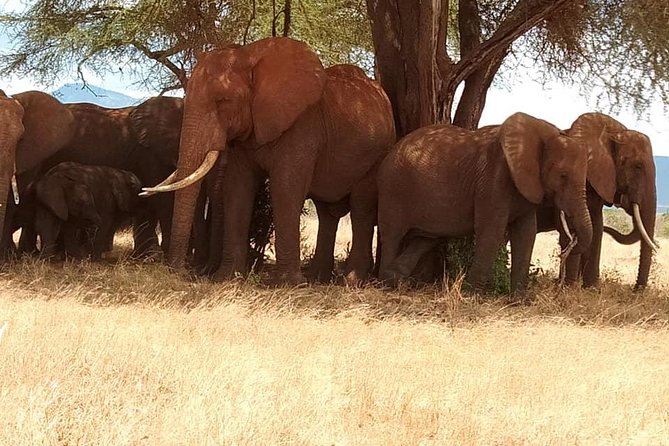 3 Days Safari Tsavo East and Taita Hills Saltlick Lodge - Why this safari works well from Diani Beach