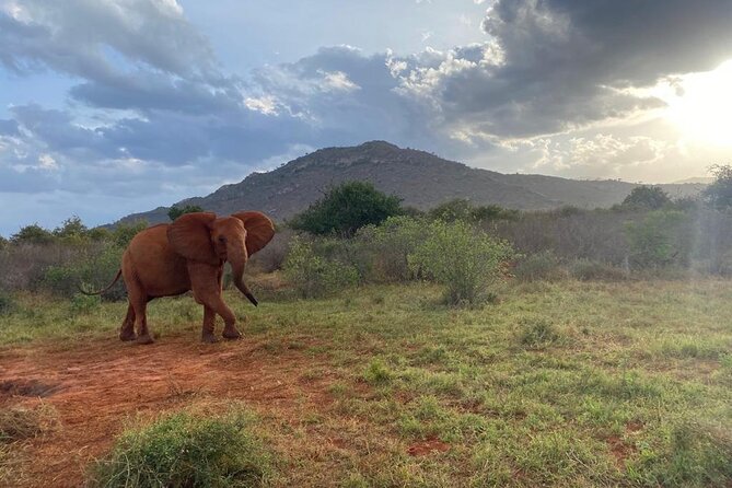 3 Days Safari Tsavo East and Taita Hills Saltlick Lodge - Day three: a final drive before returning to the coast
