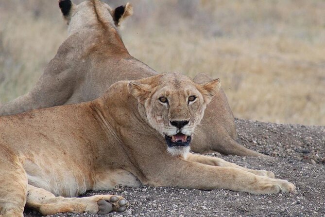 3 Days Safari Tsavo East and Taita Hills Saltlick Lodge - Wildlife: what you may see