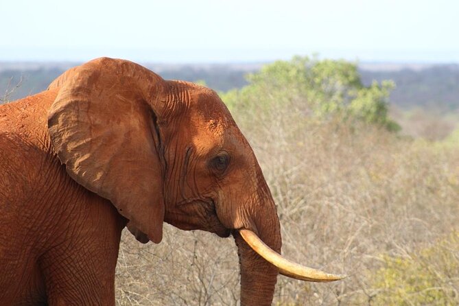 3 Days Safari Tsavo East and Taita Hills Saltlick Lodge - Meals, rooms, and what the price covers