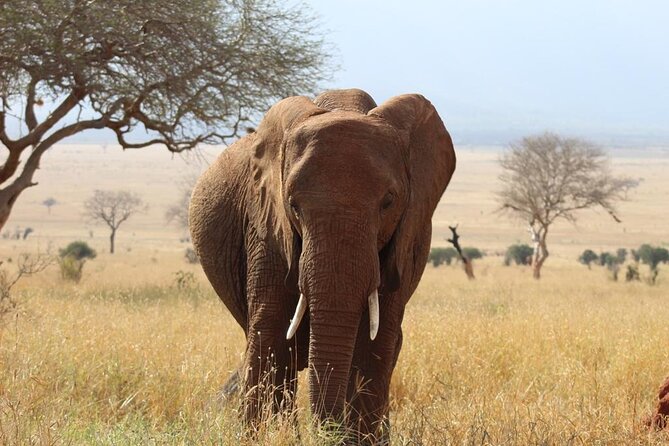 3 Days Safari Tsavo East and Taita Hills Saltlick Lodge - Private vehicle, timing, and comfort
